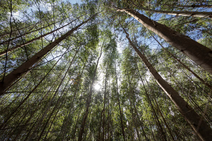 Foto divulgação – Suzano